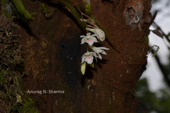 Dendrobium heyneanum